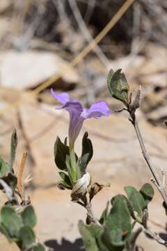 Image of Parry's wild petunia