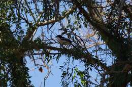 Image of Tropical Boubou