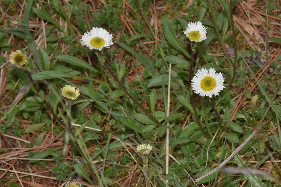 Plancia ëd Erigeron galeottii (Hemsl.) Greene