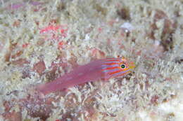 Image of Stripehead dwarfgoby