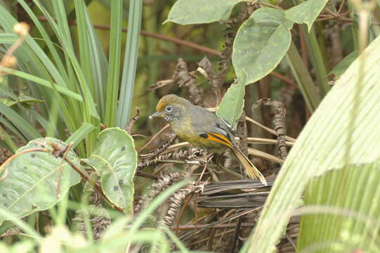 Image of Bar-throated Minla