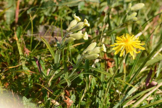 Image of Crepis chrysantha (Ledeb.) Turcz.