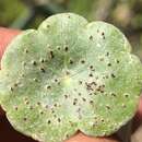 Image de Puccinia hydrocotyles (Mont.) Cooke 1880