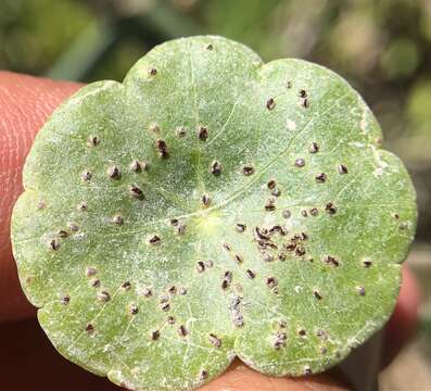 Image de Puccinia hydrocotyles (Mont.) Cooke 1880