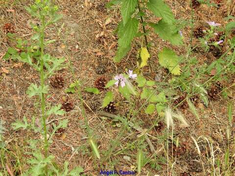 Image of Malva tournefortiana L.