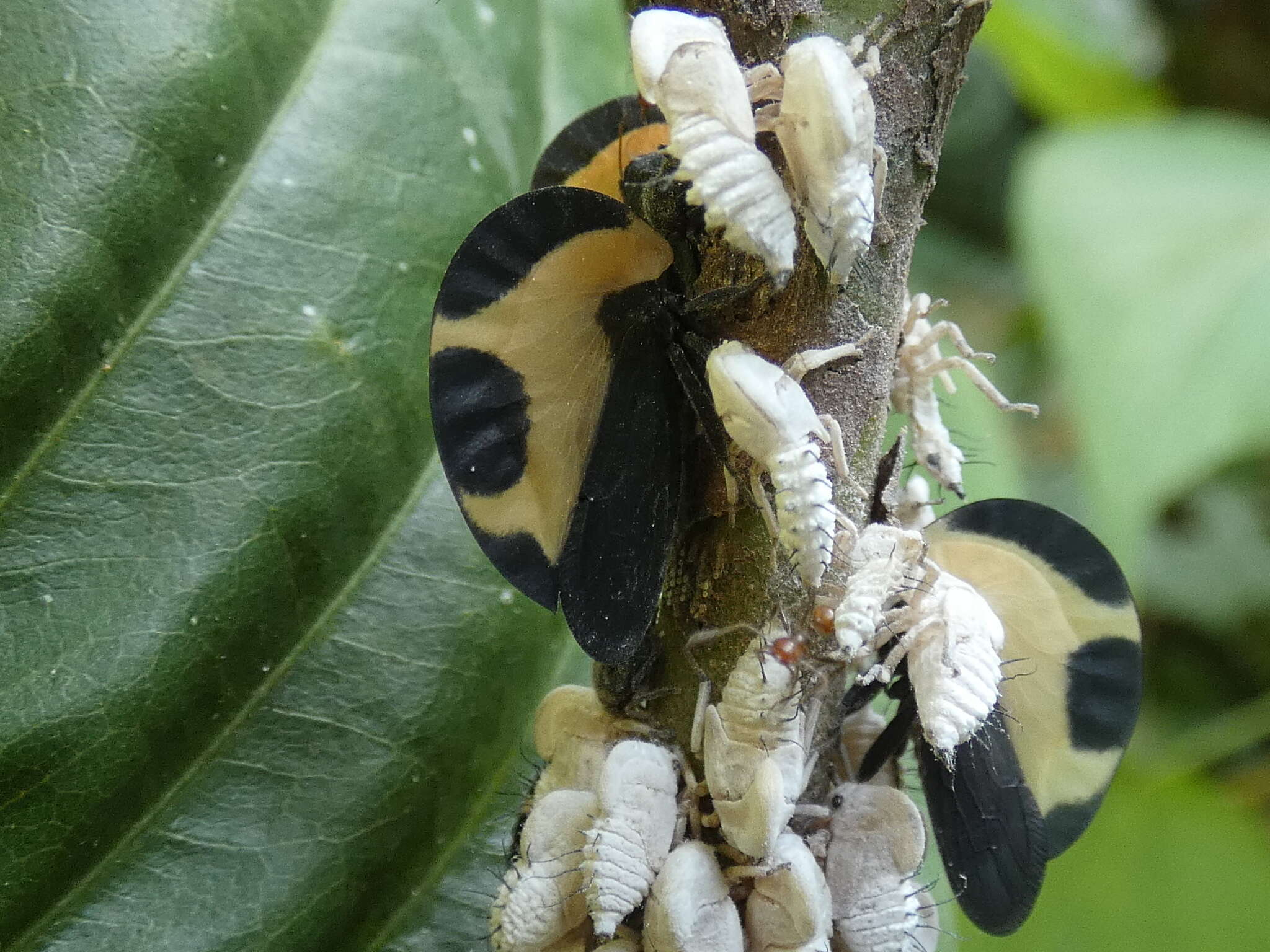 Image of Membracis trimaculata Fairmaire