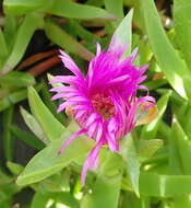 Image of Carpobrotus deliciosus (L. Bol.) L. Bol.