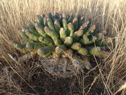 Euphorbia esculenta Marloth resmi