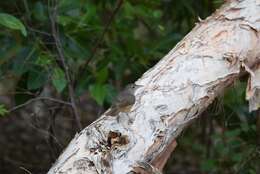 Image of Rufous Shrikethrush