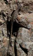 Image of Lang's Crag Lizard