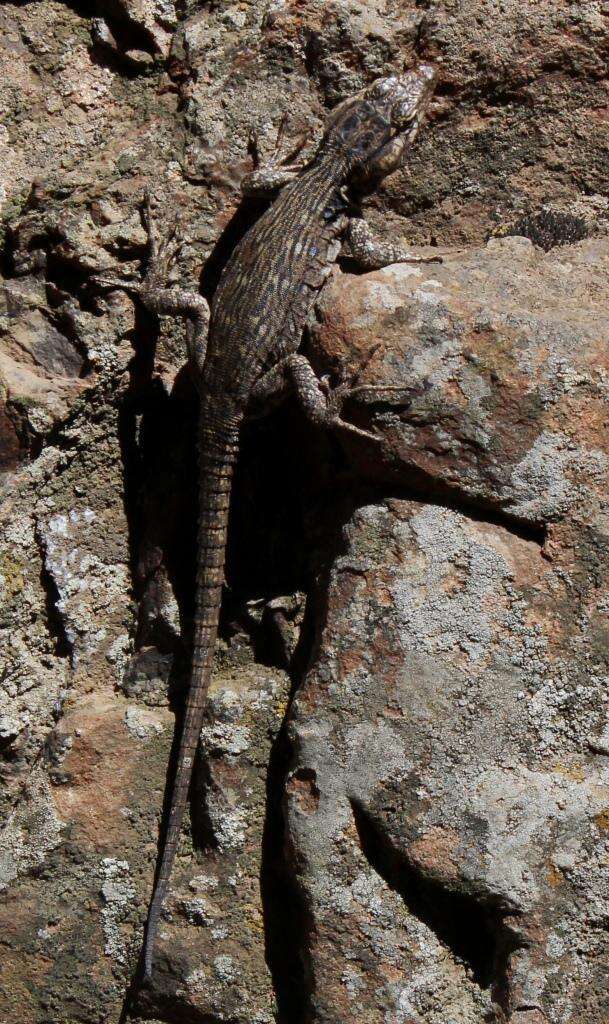 Image of Lang's Crag Lizard