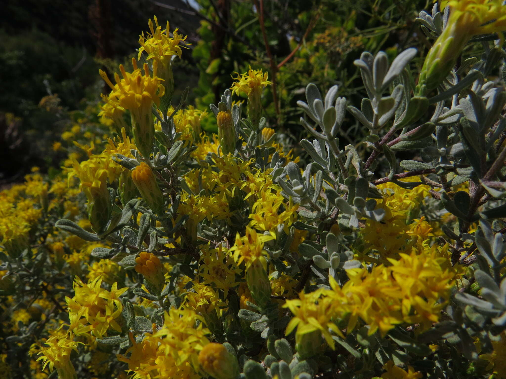 Image of Pteronia incana (Burm. fil.) DC.