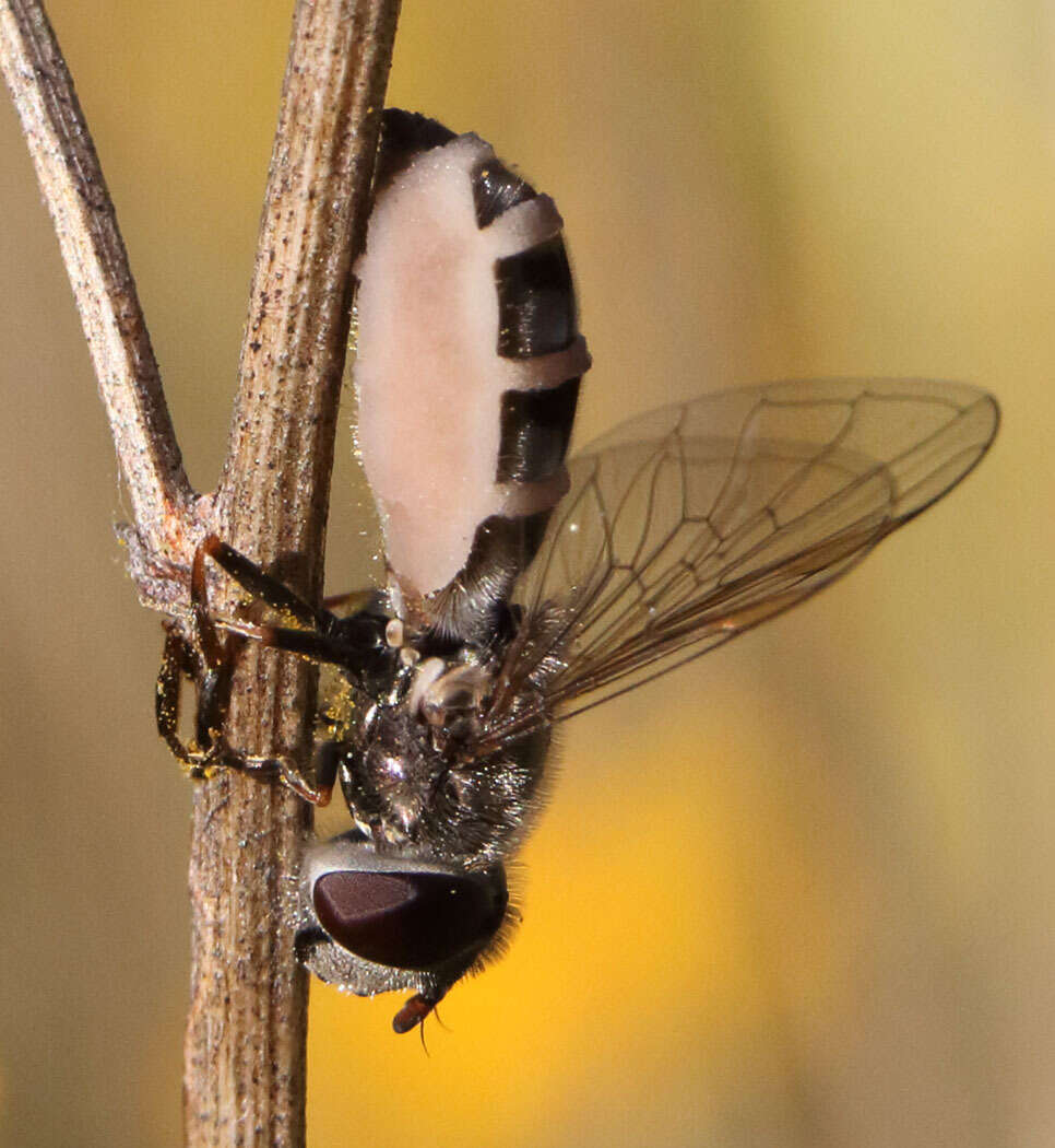 Image of Entomophthora muscae (Cohn) Fresen. 1856