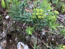 Image of Euphorbia esuliformis S. Schauer