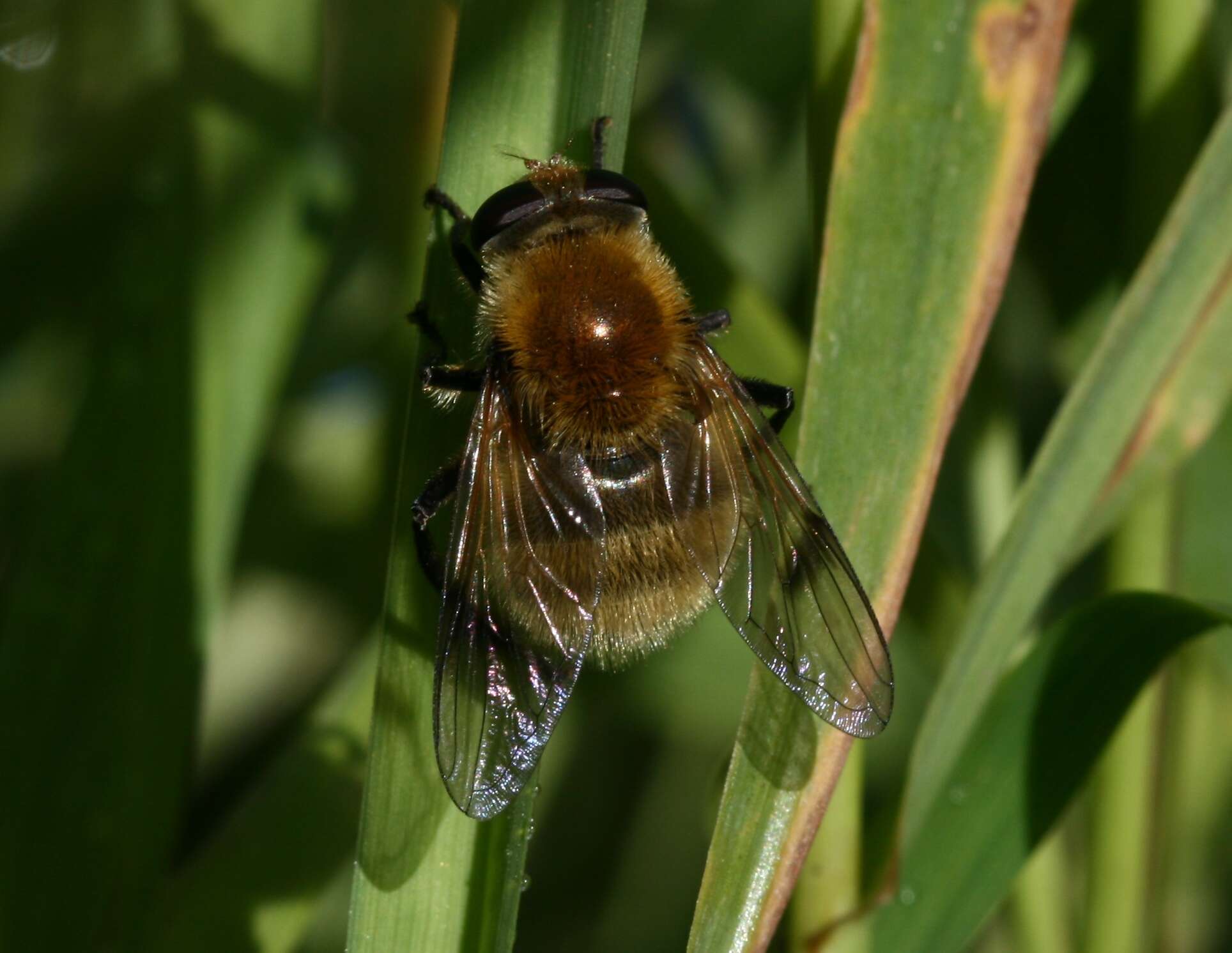 Sericomyia superbiens (Muller 1776) resmi