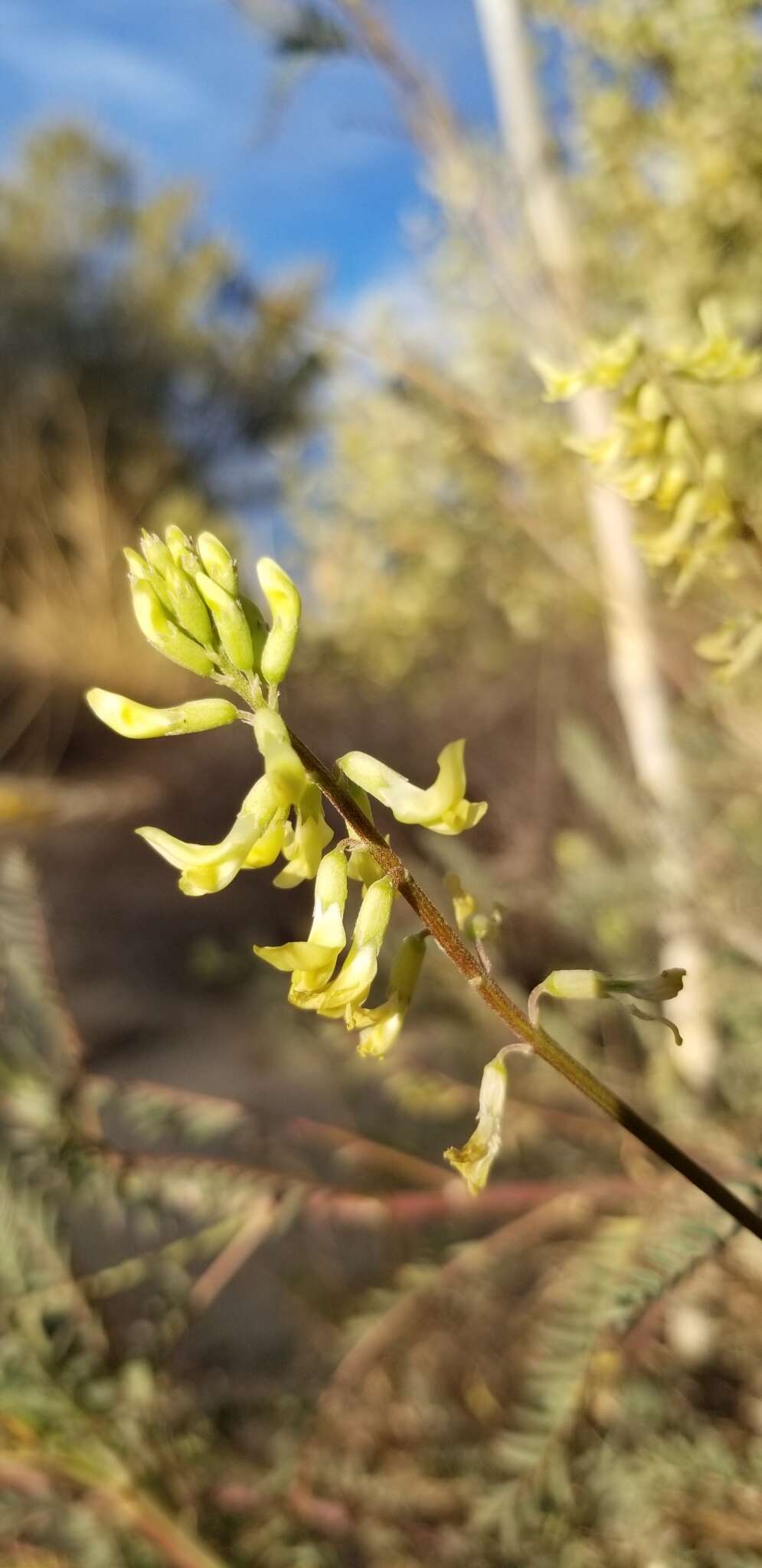 Image of Santa Barbara milkvetch