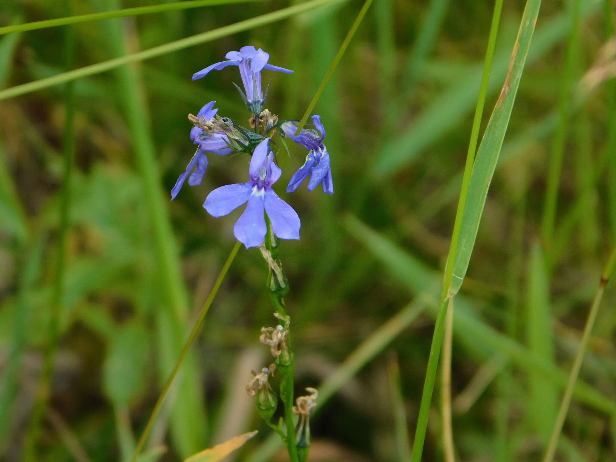 Image of Apache lobelia