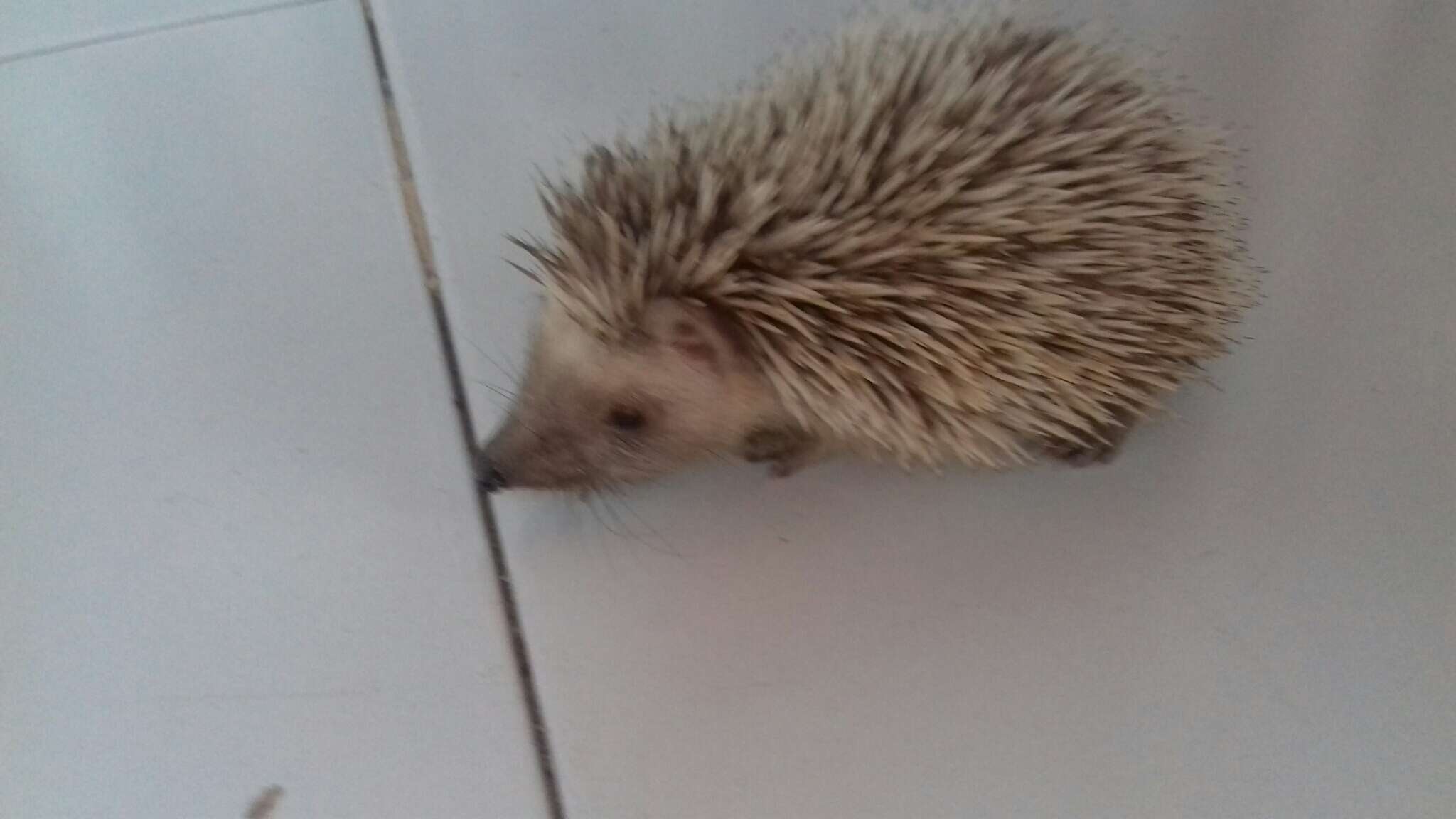 Image of Algerian Hedgehog