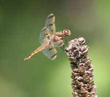 Image of Painted Skimmer