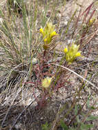 Слика од Orthocarpus barbatus J. S. Cotton