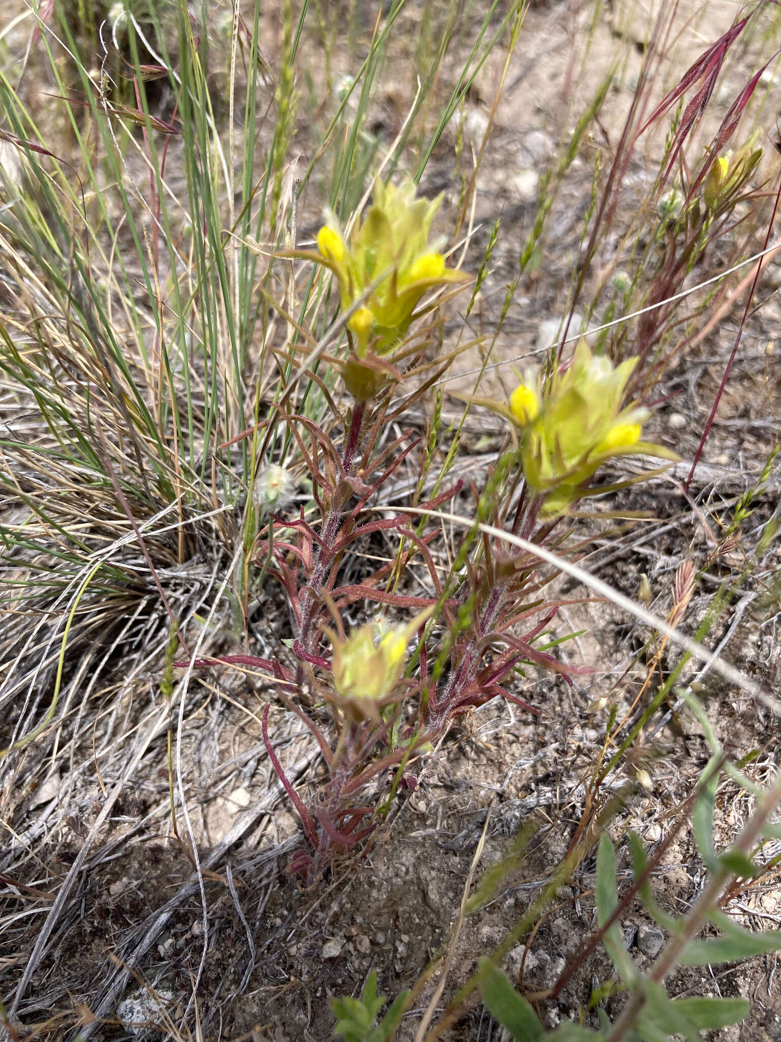 Plancia ëd Orthocarpus barbatus J. S. Cotton