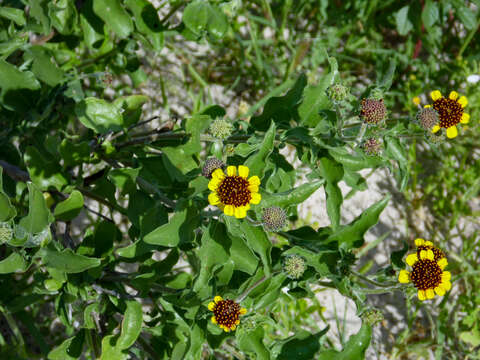 Sivun Encelia palmeri Vasey & N. E. Rose kuva