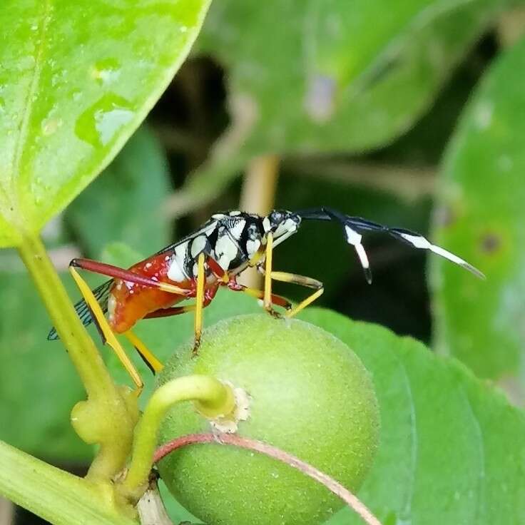 صورة Holhymenia clavigera (Herbst 1784)