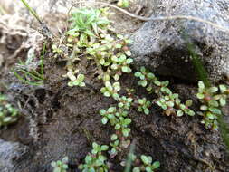 Image of small waterwort