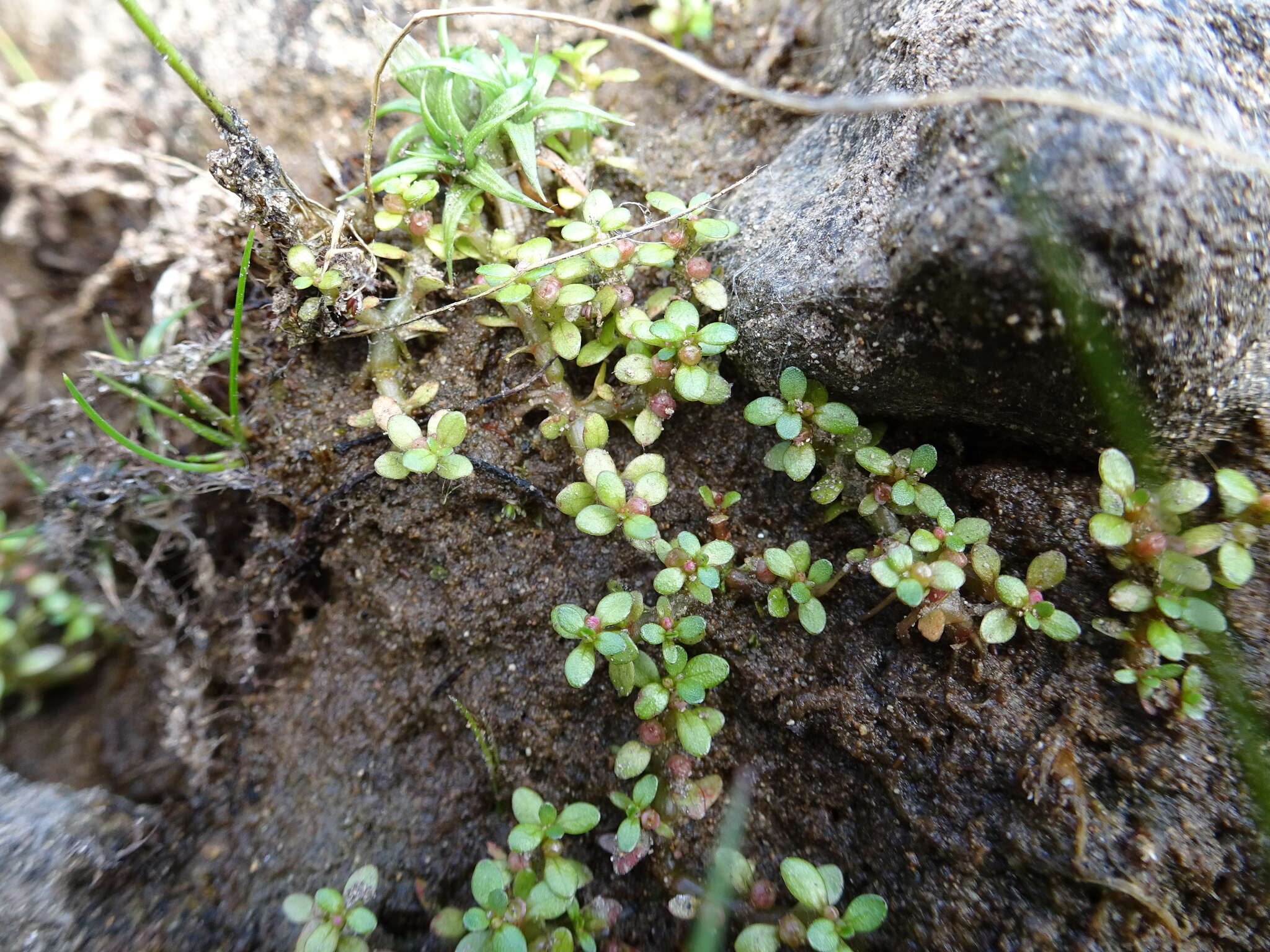 Image of small waterwort