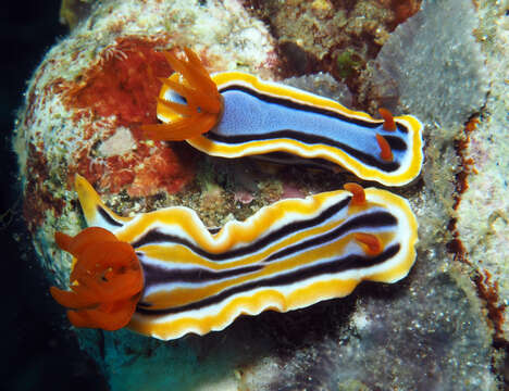 Image of Chromodoris colemani Rudman 1982