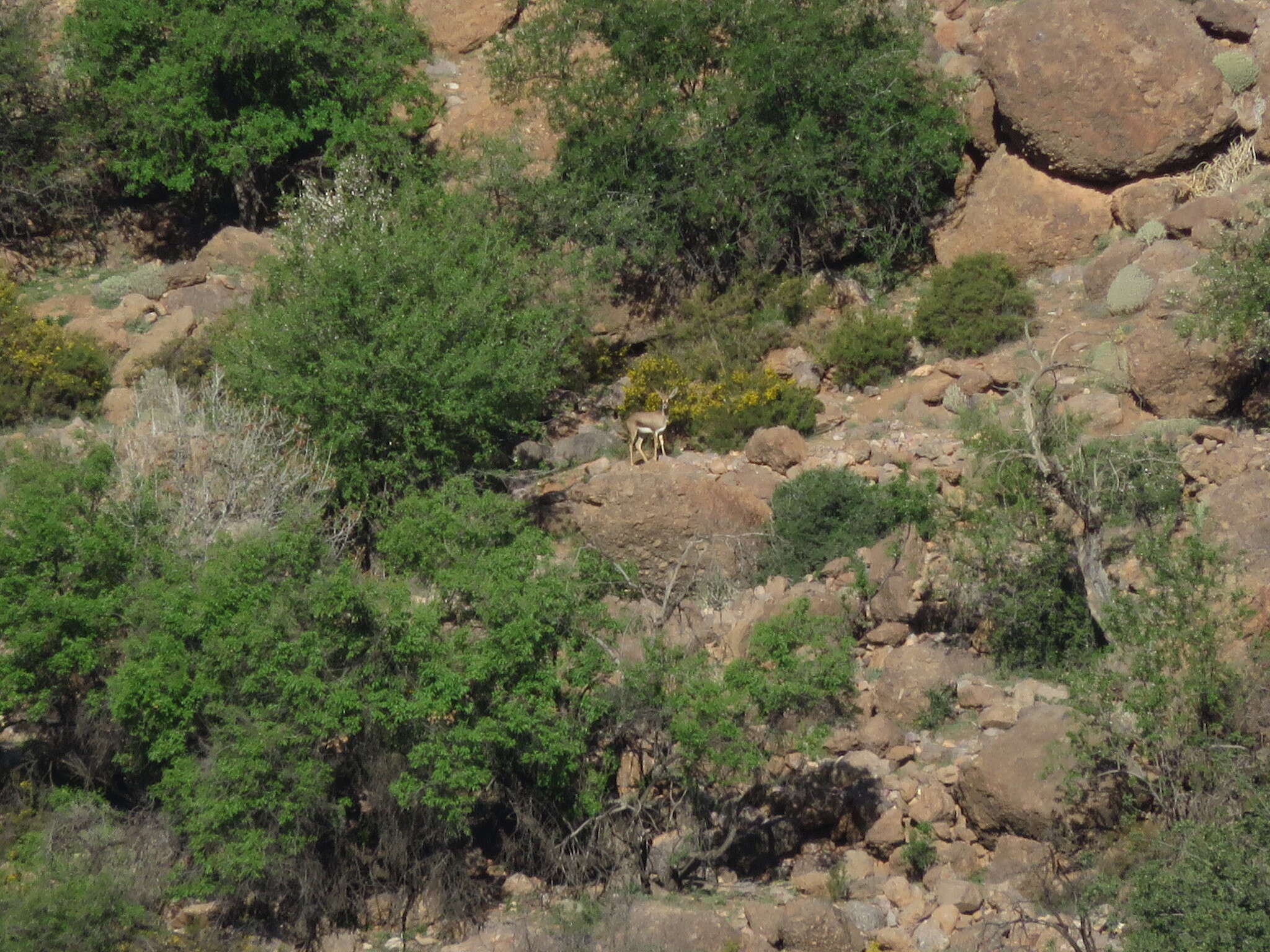 Image of Cuvier's Gazelle