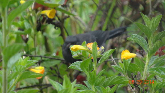 Image de Percefleur noir