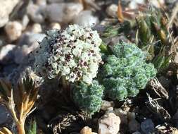 Image of pygmy mountainparsley