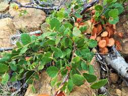 Imagem de Betula michauxii Spach