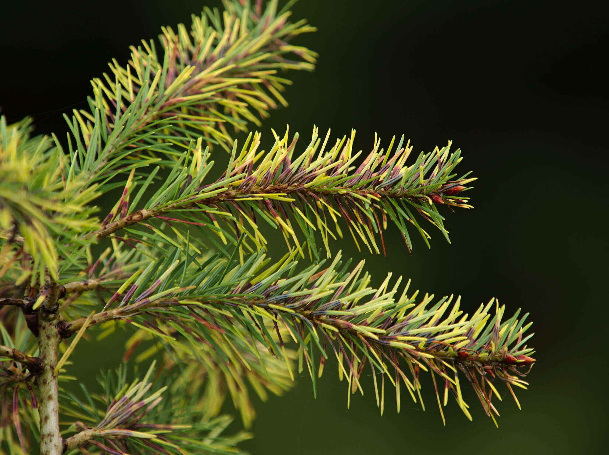 Image of Contarinia pseudotsugae Condrashoff 1961