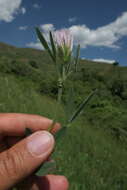 Imagem de Trifolium pannonicum subsp. elongatum (Willd.) Zohary