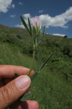 Image of Trifolium pannonicum subsp. elongatum (Willd.) Zohary