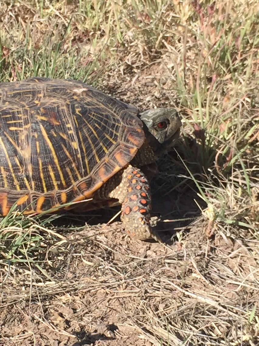 Plancia ëd Terrapene ornata (Agassiz 1857)