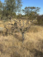 Imagem de Cylindropuntia thurberi subsp. thurberi