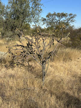 Image of Cylindropuntia thurberi subsp. thurberi