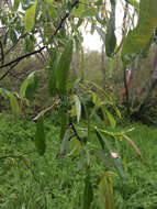 Image de Salix laevigata Bebb