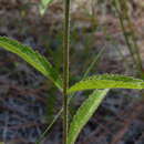 Image of white thoroughwort