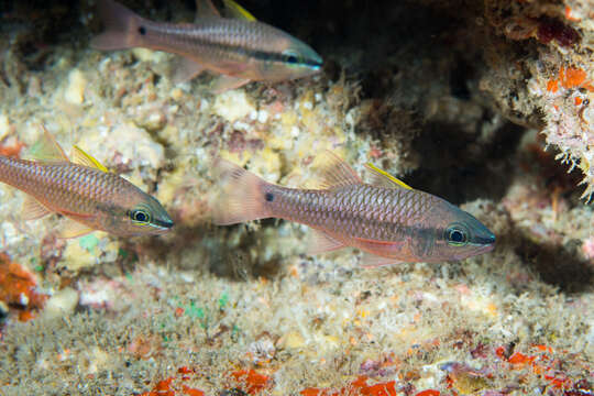 Image of Iridescent cardinalfish