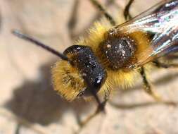 Image of Andrena dunningi Cockerell 1898