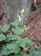 Aconitum longecassidatum Nakai的圖片