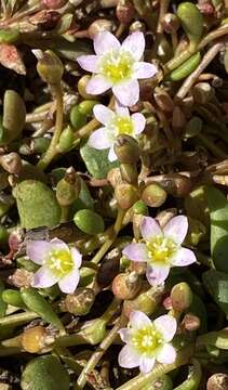 Image of Calandrinia eremaea Ewart