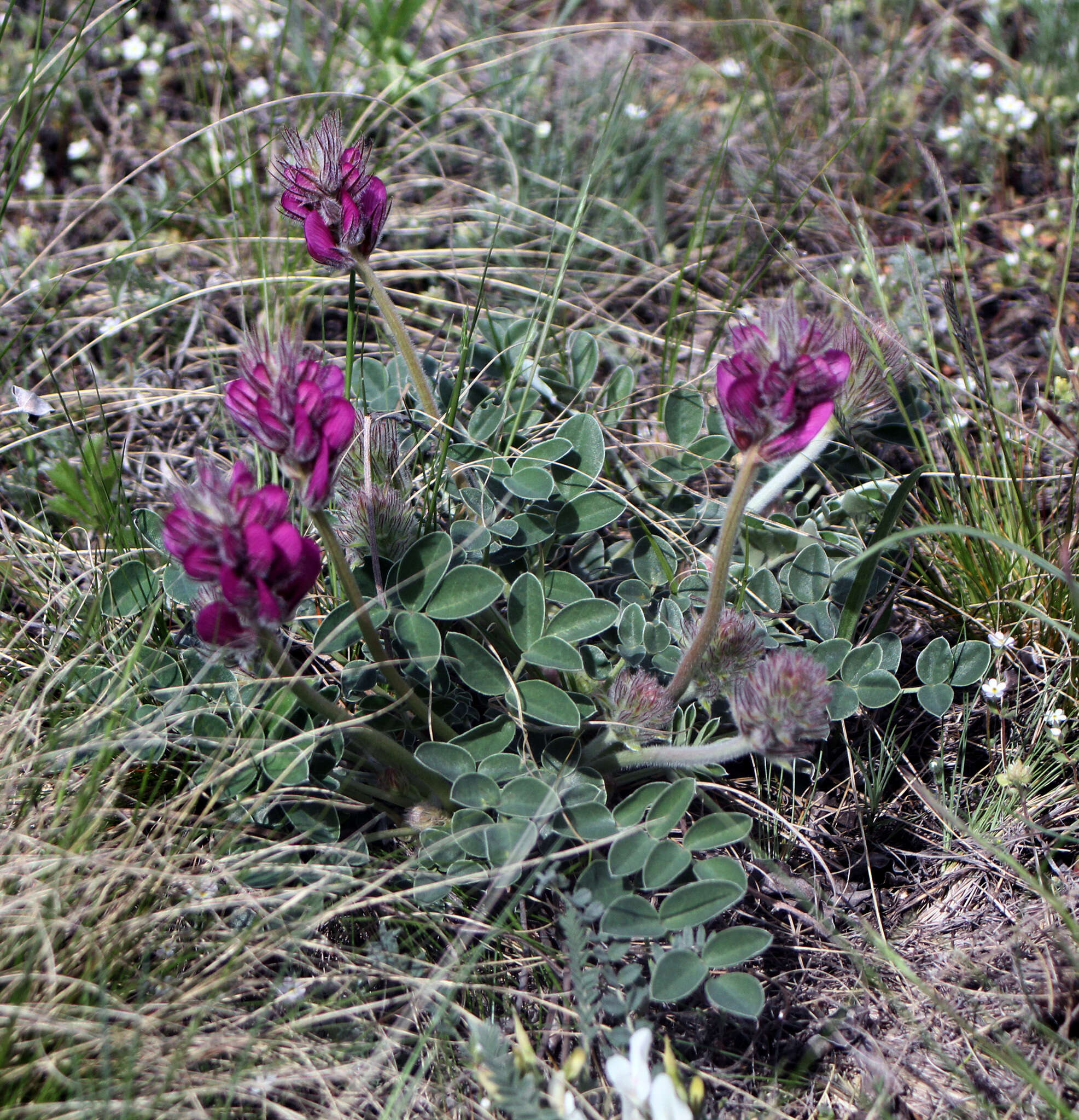 Plancia ëd Hedysarum argyrophyllum Ledeb.