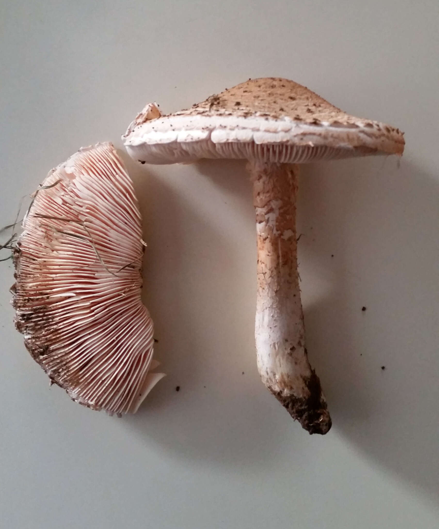 Plancia ëd Saproamanita nauseosa (Wakef.) Redhead, Vizzini, Drehmel & Contu 2016