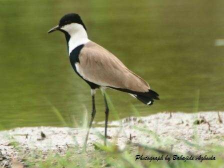 Image of spur-winged lapwing