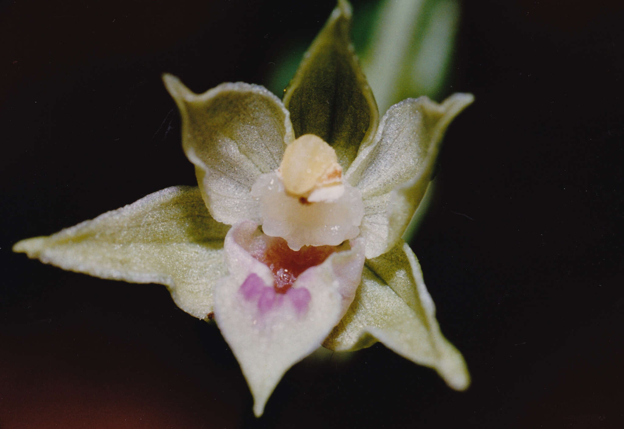 Image of Epipactis leptochila subsp. leptochila